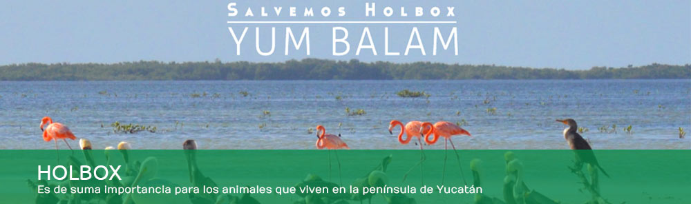 Holbox