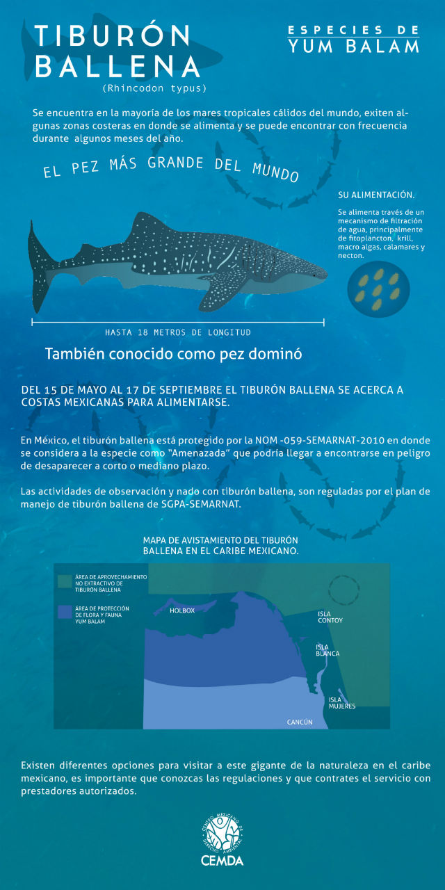 infografía tiburón ballena-01-pag